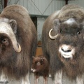 Muskox