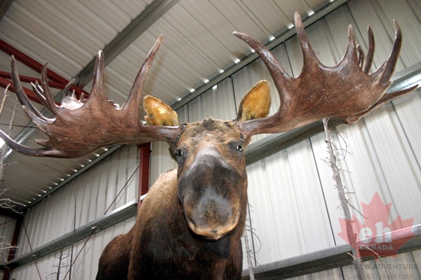 museum-moose.jpg
