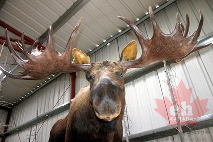 Moose