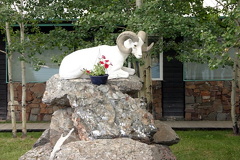 Mountain Goat