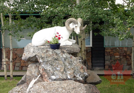 Mountain Goat