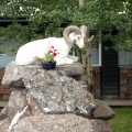 Mountain Goat