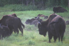 hwy-bison2004.jpg