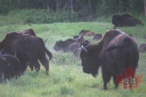 Bison