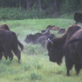 Bison