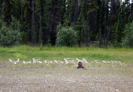 Yukon Territory - display this album Yukon Territory