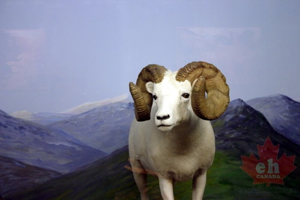 Bighorn Sheep