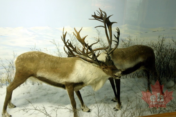 Caribou