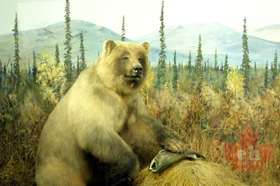 Grizzly