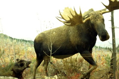 Moose