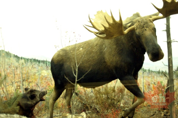 Moose