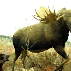 Moose