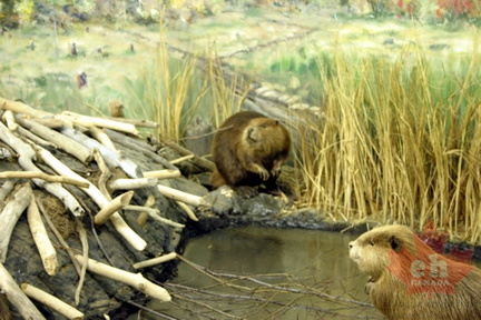 Beaver Pond