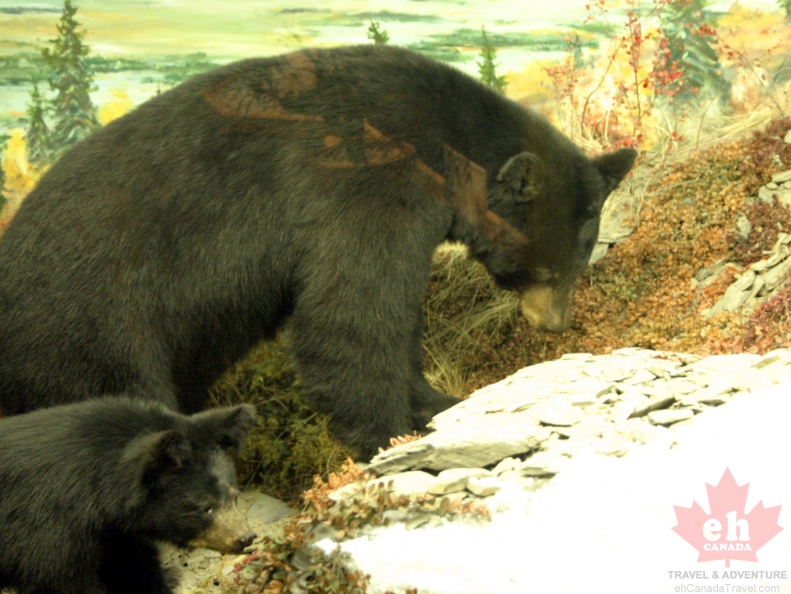 Black Bear
