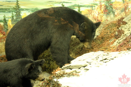 Black Bear
