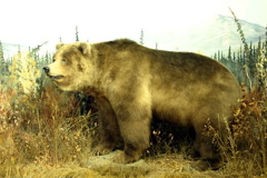 grizzly9001.jpg