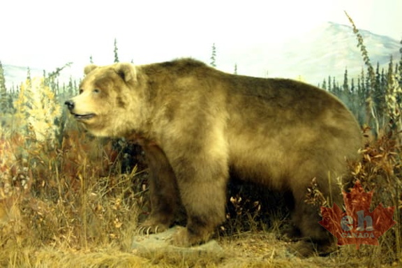 Grizzly
