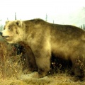 Grizzly