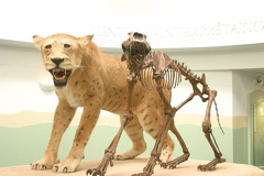 Pre Historic Exhibit