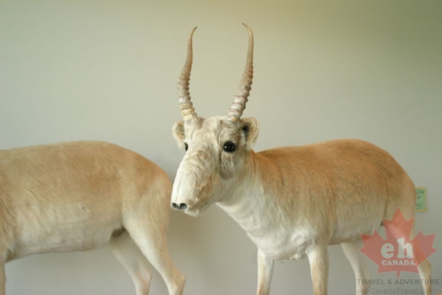 exhibits-antelope.jpg