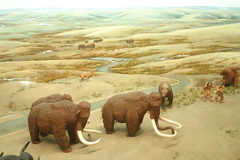 Glass display of mammoth herd exhibits-mammoth.jpg
