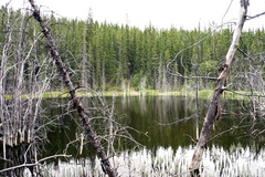 Sunken Trees