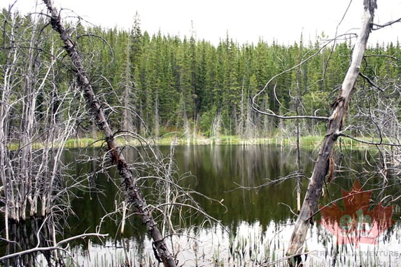 Sunken Trees