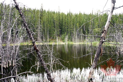 Sunken Trees