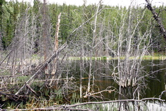 Flooded Trees