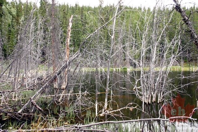 chadden-lake 005.jpg