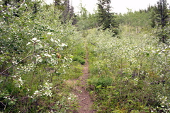 Field of Brush