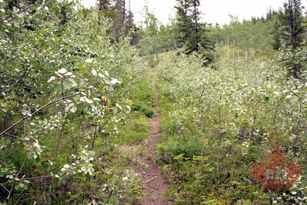 Field of Brush