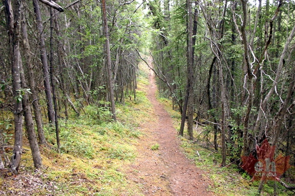 Hiking Valley of Trees