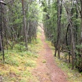 Hiking Valley of Trees