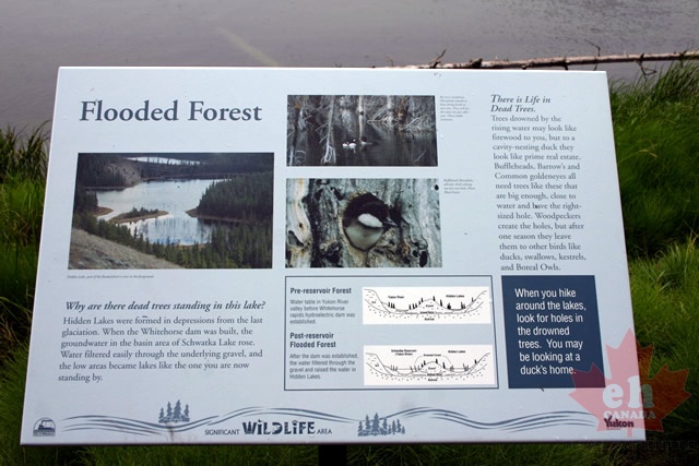 Flooded Forest