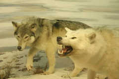 Wolves