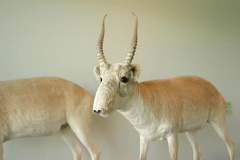 Antelope