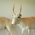 Antelope