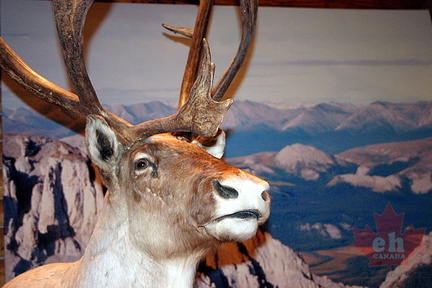Caribou