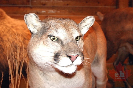 Cougar