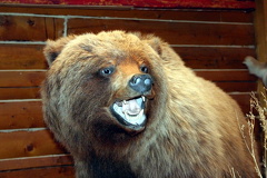 grizzly.jpg