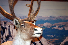 Caribou