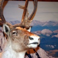 Caribou