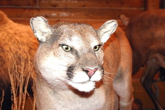 Cougar