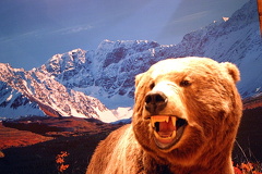 grizzly 001.jpg