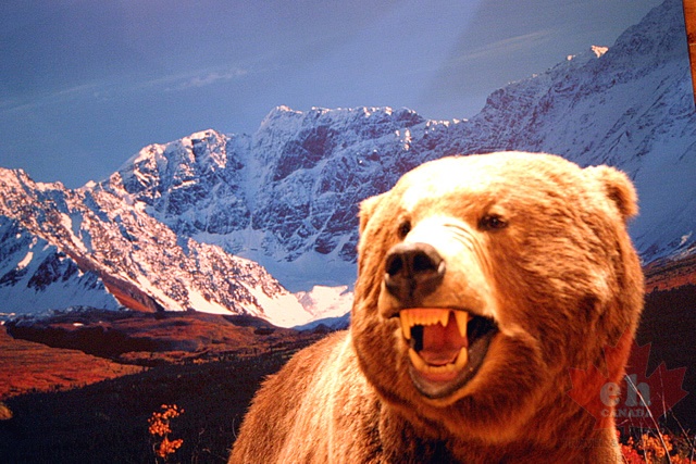 grizzly 001.jpg
