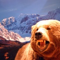 Grizzly