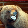 Grizzly