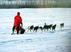 dog-sled3.jpg