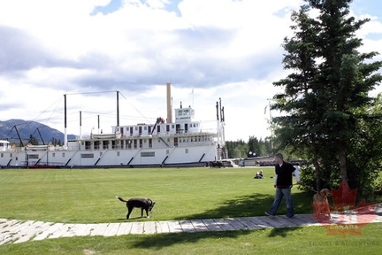 Dog Walking